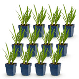 Green boutiQ - Vasteplant - Agapanthus africanus - Afrikaanse Lelie - Bijen en Vlinderlokkers - Blauw - 12 Planten - Pot 11cm - Hoogte 15-25cm
