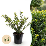 Green boutiQ - 8x Ilex crenata Golden Gem - Japanse Hulst - Haagplanten - Groenblijvend - Geel - Pot 9cm - Hoogte 20-30cm