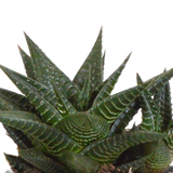 Gasteria/Haworthia mix 8,5cm - 3x - in Mexicaanse pot