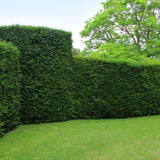 Grote taxus planten voor 10 strekkende meter haag | - 12L - 20 x | ↨ 100-125 cm