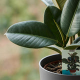 Green boutiQ - Kamerplant - Rubberplant - Ficus Elastica Cloe - Groen - Weinig onderhoud - 1 Plant - met Potter Grijs - Pot 19cm - Hoogte 65cm