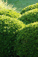 60x Buxus Sempervirens - ↕10-25cm - Ø9cm