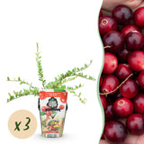 Green boutiQ - Fruitplanten - Blauwe Bes - Vaccinium macrophylla Early Black - Winterhard - 3 Planten - Pot 9 cm - Donker RodeBes