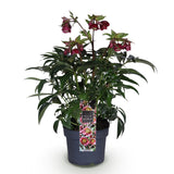 Green boutiQ - Tuinplant - Lenten Rose - Helleborus Dacaya - Roze Bloem - Groenblijvend - Pot 19cm Hoogte 50cm