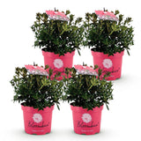 Green boutiQ - Dwerg Rhododendron - Rhododendron Bloombux Magenta - Bloeiende Buxus - Weinig Onderhoud - Roze Bloem - 4 Planten - Pot 17cm - Hoogte 30-40cm