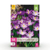 Green boutiQ - Bloembollen - Crocus Ruby Giant - Kleur Paars - 50 stuks - Bolmaat 5/6 - XXL Pack