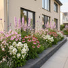 Green boutiQ - Borderpakket - Bijen en Vlinderlokkend - 24 Vaste planten - 3 m2 - Diversen kleuren - Weinig Onderhoud - Pot 11cm