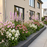 Green boutiQ - Borderpakket - Bijen en Vlinderlokkend - 24 Vaste planten - 3 m2 - Diversen kleuren - Weinig Onderhoud - Pot 11cm