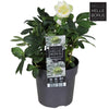 Helleborus Niger 'Christmas Carol' P10,5 - Ø10,5cm - ↕20cm