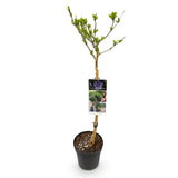 Green boutiQ - Tuinplant - Hibiscus syriacus Blue Chiffon® - Plant op stam - Terras Plant - Bladverliezend - Weinig Onderhoud - Pot 19cm Hoogte 90cm