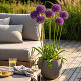 Green boutiQ - Bloembollen - Allium Purple Rain - Kleur Paars - 40 stuks - Bolmaat 10/12