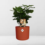 Coffea Arabica in ELHO b.for soft rond 14cm brique