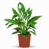 Green boutiQ - Kamerplant - Lepelplant - Spathiphyllum - Wit - Weinig onderhoud - 1 Plant - Pot 19cm - Hoogte 70 - 80cm