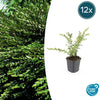 12x Lonicera pileata - ↕10-25cm - Ø9cm