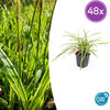48x Carex morrowii 'Aureovariegata'- ↕10-25cm - Ø9cm