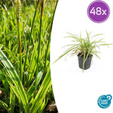 48x Carex morrowii 'Aureovariegata'- ↕10-25cm - Ø9cm