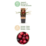 Green boutiQ - Fruitplant - Vaccinium mac. Early Black - Cranberry - Winterhard - Blauwe Bes - 2 Planten - Pot 15cm - Hoogte 50cm