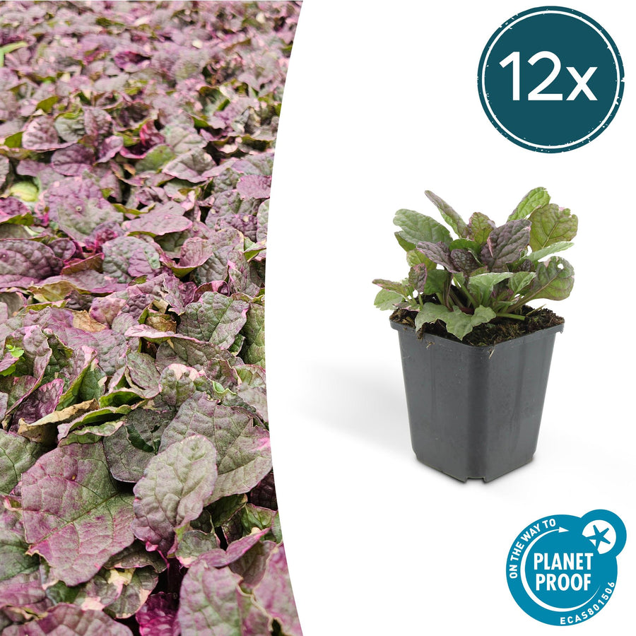 Ajuga reptans 'Burgundy Glow' – 12 planten · pot Ø9 cm · 10-25 cm hoog