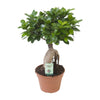 Ficus Ginseng - Ø17cm - ↕40cm