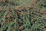 24x Cotoneaster suec. 'Coral Beauty' - ↕10-25cm - Ø9cm