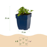 Green boutiQ - Vasteplant - Geranium macr. Spessart - Ooievaarsbek - Bodembedekkend - Wit-Roze - 24 Planten - Pot 11cm - Hoogte 15-25cm