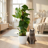 Green boutiQ - Kamerplant - Gatenplant - Monstera Deliciosa mosstok - Groen - Weinig onderhoud - 1 Plant - met Potter Wit - Pot 19cm - Hoogte 90cm