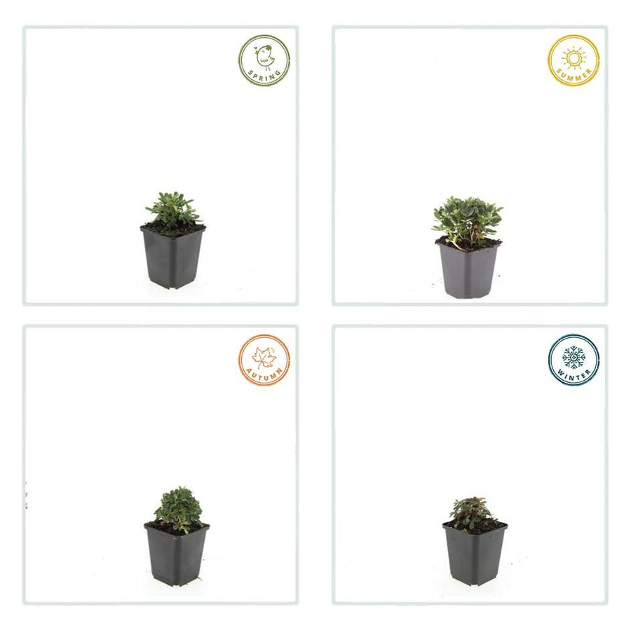 Potentilla tridentata 'Nuuk' – 60 planten · pot Ø9 cm · 10-25 cm hoog (foto 5)