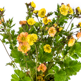 Geum Rivale Yellow Ø19cm - ↕50 - 70cm
