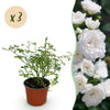 Green boutiQ - Tuin Roos - Rosa White Fairy - Roos - Winterhard - Wit - 3 Planten - Pot 12cm - Hoogte Hoogte 20-25cm
