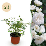 Green boutiQ - Tuin Roos - Rosa White Fairy - Roos - Winterhard - Wit - 3 Planten - Pot 12cm - Hoogte Hoogte 20-25cm