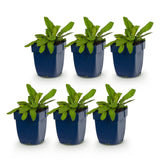 Green boutiQ - Vasteplant - Knautia macedonica - Beemdkroon - Bijen- en vlinderlokkers - Donker Rood - 6 Planten - Pot 11cm - Hoogte 15-25cm