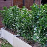 Green boutiQ - Haagplanten - Prunus laurocerasus Etna - blad groen - 6 planten - 1 strekkende meter - groenblijvend - pot 17cm hoogte 50cm