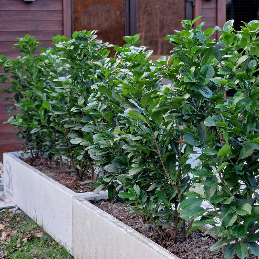 Prunus laurocerasus Etna — Laurierkershaag, 6 planten (1 strekkende meter), 50 cm