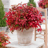 Green boutiQ - Tuinplant - Nandina Blush Pink - Donker Roze - 1 Plant - Groenblijvend - Weinig Onderhoud - Pot 17cm Hoogte 40cm