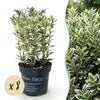 Green boutiQ - 8x Euonymus japonicus White Spire - Kardinaalsmuts - Haagplanten - Groenblijvend - Wit - Groen - Pot 9cm - Hoogte 20-30cm