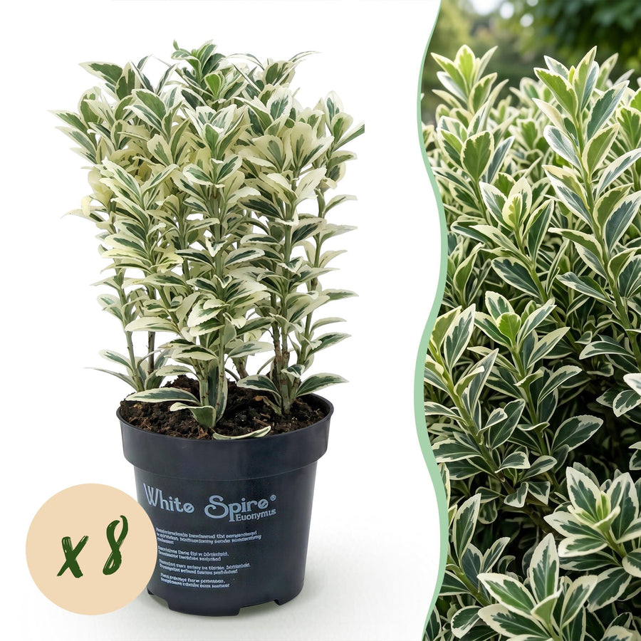 Euonymus japonicus White Spire — Kardinaalsmutshaag, 8 stuks, 20-30 cm