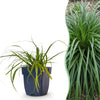 Green boutiQ - Grassen - Carex oshimensis Evergreen - Japanse Zegge - Groenblijvend - Groen - 1 Plant - Pot 11cm - Hoogte 15-25cm