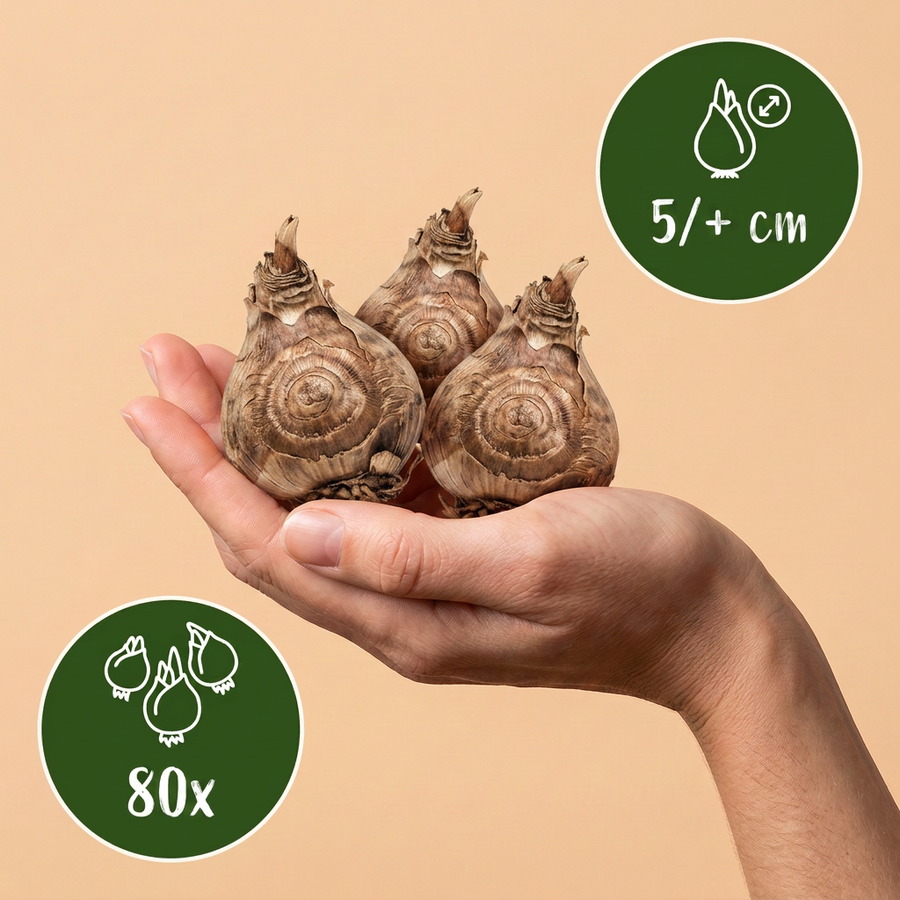 Freesiaknollen Double Mix — gemengde kleuren, 80 stuks (bolmaat 5/+)