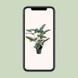 Ctenanthe Setosa - Ø17cm - ↕60cm