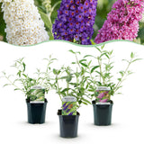 Green boutiQ - Tuinplant - Buddleja davidii Tricolour - Vlinderstruik - Winterhard - Blauw - Roze - Wit - 3 Planten - Pot 17cm - Hoogte 45cm