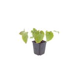 48x Epimedium perralc. 'Frohnleiten' - ↕10-25cm - Ø9cm