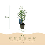 Green boutiQ - Bamboe - Fargesia Blue Dragon - Groen - 4 Planten - Bladhoudend - Niet Woekerend- Pot 14cm Hoogte 35cm