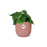 Philodendron Scandens in ELHO Vibes Fold 14cm roze