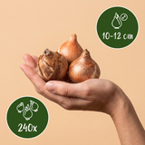 240x Narcissus Double mix - Gevulde narcis mix - Diversen - Voorjaarsbloeier - Bolmaat 10/12
