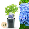 Green boutiQ - Hortensia - Hydrangea macrophylla Blauw - Bloem Blauw - 3 Planten - 1m2 - Bladverliezend - Weinig Onderhoud - Pot 17cm Hoogte 30cm