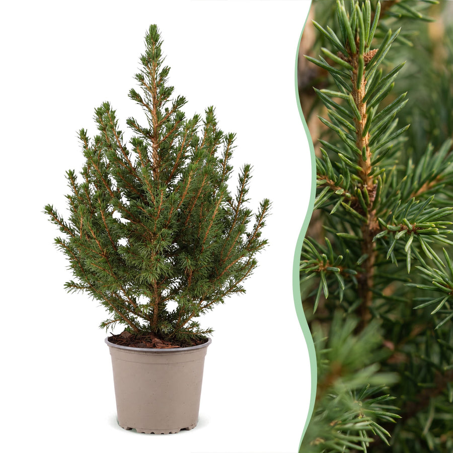 Set van 4 – Pot Ø13 cm · 45 cm hoog · Kegelspar kerstboom