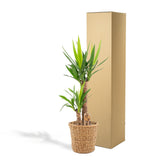 Yucca met mand - ↨100cm - Ø21cm