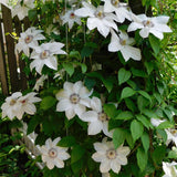 Green boutiQ - Klimplant - Clematis Miss bateman - Bloem Wit - Weinig onderhoud -2 planten -Pot 11cm Hoogte 40cm