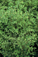 24x Symphoricarpos ch. 'Hancock' - ↕10-25cm - Ø9cm