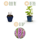 Green boutiQ - Vasteplant - Delphinium (P) Astolat - Ridderspoor - Bijen en Vlinderlokkers - Roze - 3 Planten - Pot 11cm - Hoogte 15-25cm
